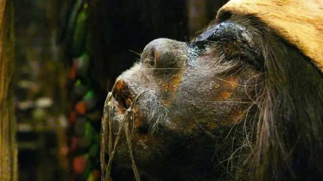 Музей Пітт-Ріверса