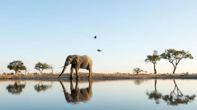 Elefante