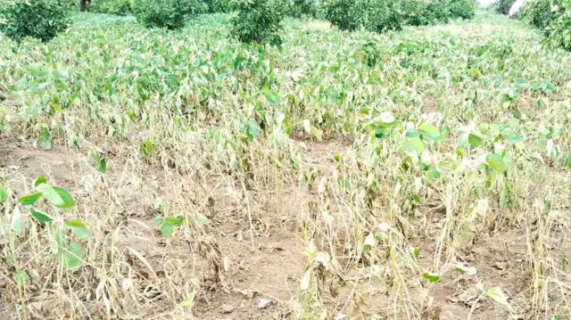 पावसाअभावी पिकांची झालेली अवस्था.