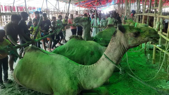 গাবতলী হাটে পাকিস্তান থেকে আনা উট 