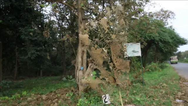 టేకు ఆకు