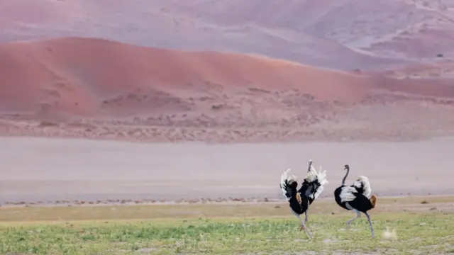 Inyoni za Osctriches za hano zifite uburyo zigenza ntizitakaze amazi zabonye