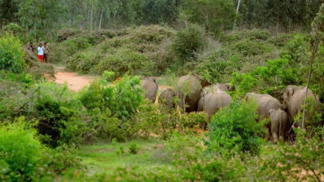 யானை வழித்தடங்கள்