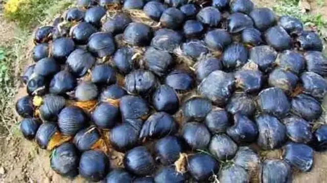 கடல் அரிப்பை தடுக்க உதவுமா பனை மரம்