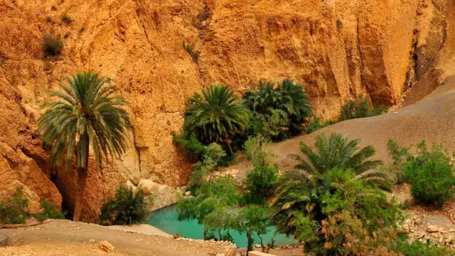 Un pequeño oasis en el desierto