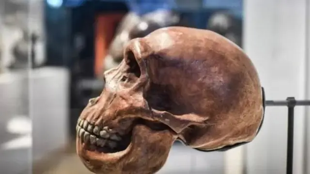 நியாண்டர்தால் மண்டையோடு 