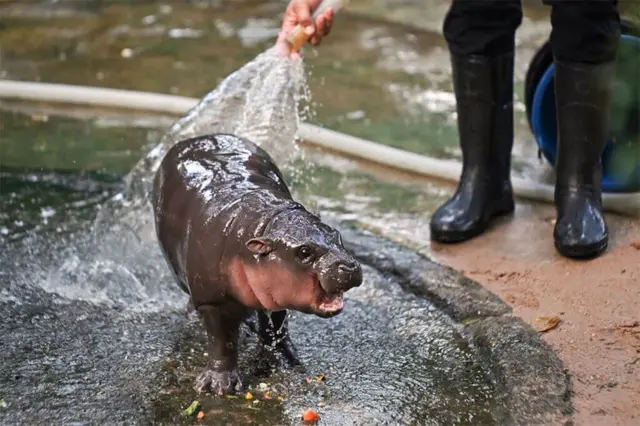 ã‚¿ã‚¤ãƒ»ãƒãƒ§ãƒ³ãƒ–ãƒªçœŒã®ã‚«ã‚ªã‚­ã‚¢ã‚ªå‹•ç‰©åœ’ã§7æœˆã«ç”Ÿã¾ã‚ŒãŸãƒ¡ã‚¹ã®ã‚³ãƒ“ãƒˆã‚«ãƒã€Œãƒ ãƒ¼ãƒ‡ãƒ³ã€ãŒã€ä¸–ç•Œçš„ãªäººæ°—è€…ã«ãªã£ãŸã€‚ã€Œãƒ ãƒ¼ãƒ‡ãƒ³ã€ã¯ã‚¿ã‚¤èªžã§ã€Œã‚‚ã¡ã‚‚ã¡è±šå›£å­ã€ã®æ„å‘³