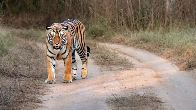 காட்டில் வாழும் புலிகளை செல்லப் பிராணியாகக் கொடுக்க பரிந்துரைக்கும் நேபாள பிரதமர் – ஏன்?