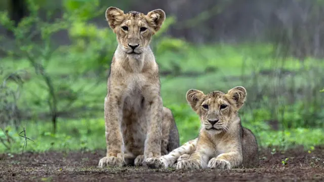 ગીર : સિંહોમાં બબેસિઓસિસ નામના ભયંકર મનાતા રોગચાળાનો ખતરો છે અને બીજી તરફ વનવિભાગ પાસે જરૂરી પશુચિકિત્સકો નથી