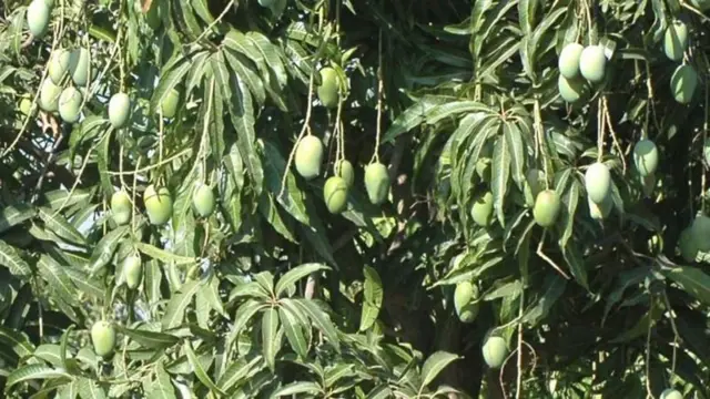 மாம்பழம்