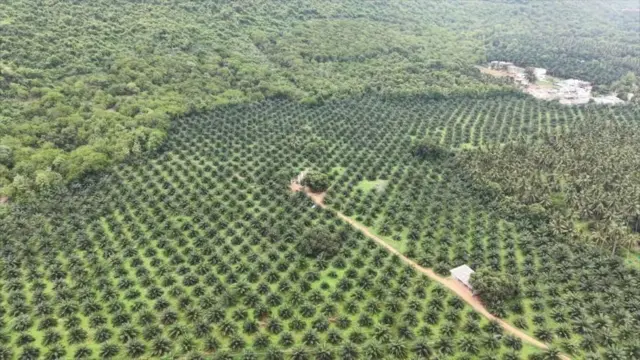 చిన్నారి, సెర్చ్ ఆపరేషన్, అడవులు, మిస్టరీ