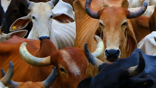 પ્રતીકાત્મક તસવીર