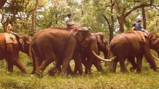 05.கும்கி யானைகளின் உதவியோடுகூட்டிச்செல்லப்படும்மூர்த்தி