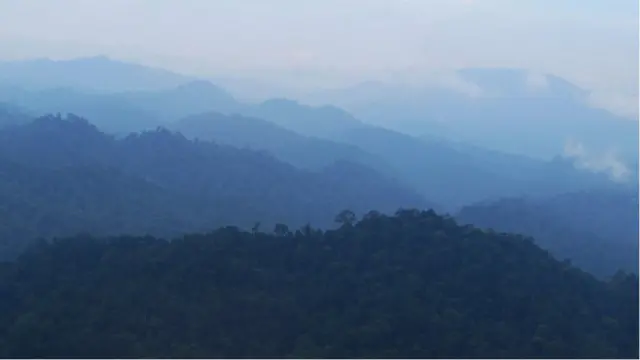 الغابات المطيرة في بورنيو