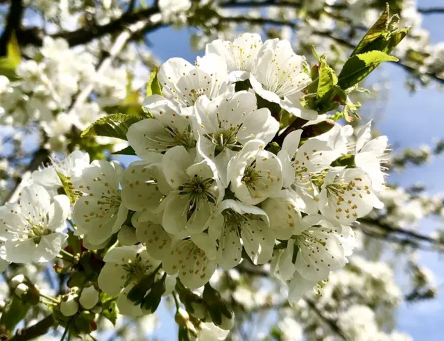 బాదం చెట్లు