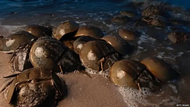 ਹੌਰਸਸ਼ੂ ਕੇਕੜੇ