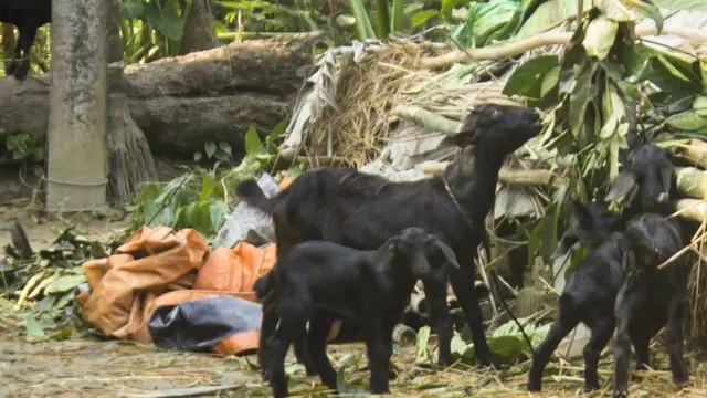 ব্ল্যাক বেঙ্গল ছাগল