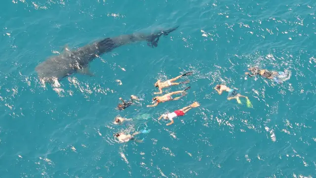 شنا در کنار کوسه