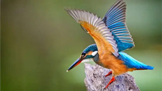 অবৈধ শিকারীদের হাত থেকে রেহাই নেই মাছরাঙার মতো পাখিরও।