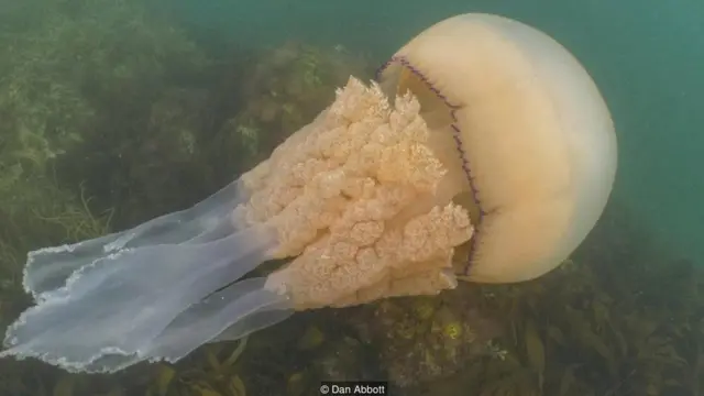 ubur-ubur raksasa, penyelam, lautan