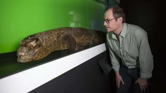 Комодский варан