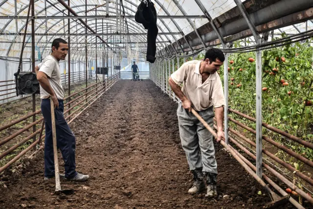 “Кандайсыӊар, досторум!” Күндө күнөсканага келгенде ушунтип саламдашып, дыйкандар жашылча-жемиштерди баладай бапестеп өстүрүшөт.