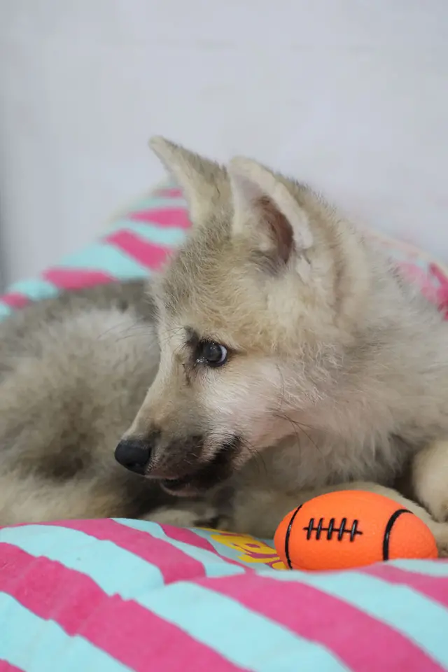 Maya, la primera especie hembra de lobo ártico clonado del mundo