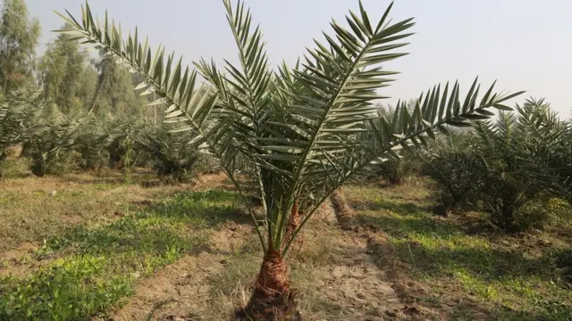 دا چې هر کال افغانستان ته څومره خرما واردیږي د دې هېواد سوداګرۍ خونې د وارداتو برخه په دې اړه کره شمیرې نه لري.