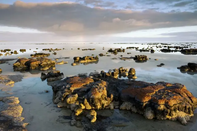 Estromatólitosmines ganhar dinheiroShark Bay, Austrália