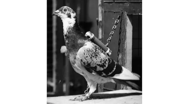 postal pigeon