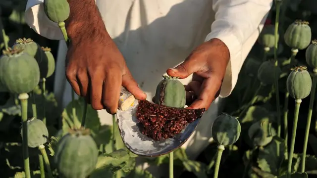 osisi esi emepụta ọgwụ ike 'Opium'