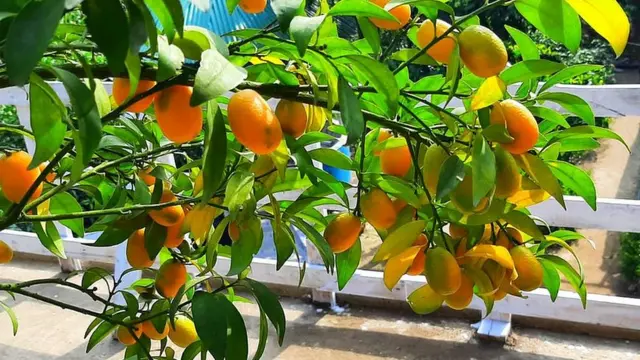 সারা বছরই থোকায় থোকায় ফল হয় এই গাছে