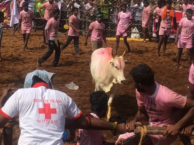 ஜல்லிக்கட்டு