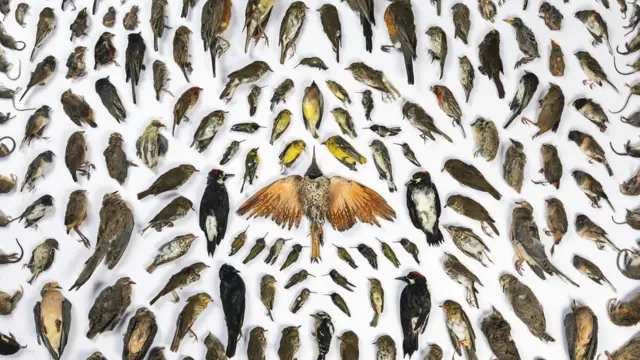 BigPicture Natural World Photography Competition