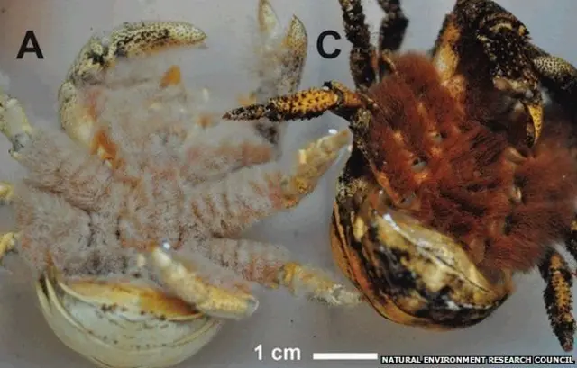 Parte ventral del cangrejo conocido como "El Hoff"