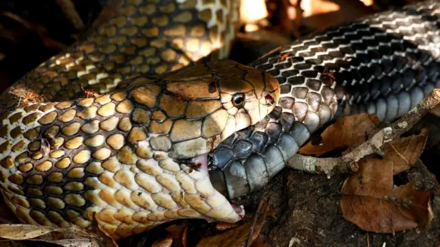 Этот самец королевской кобры (Ophiophagus hannah) поедает самку. Но станет ли змея есть собственный хвост?