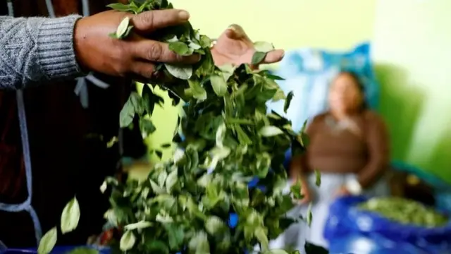 कोका की पत्तियां