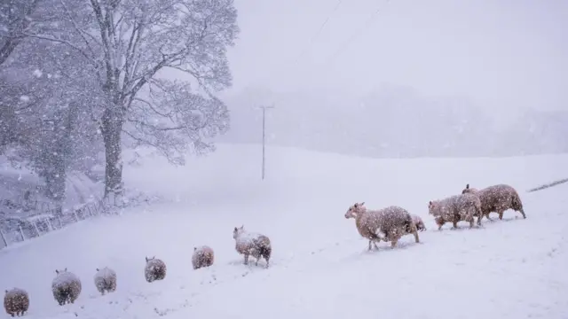 Овцы на севере Уэльса
