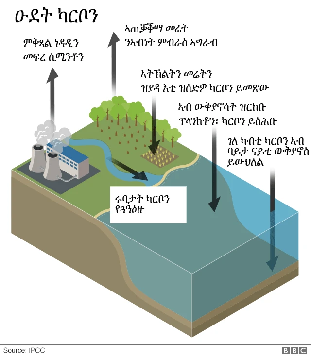 ኣትክልቲ ምምጋብ ንቓልሲ ኣንጻር ለውጢ ክሊማ ሓጋዚ`ዩ