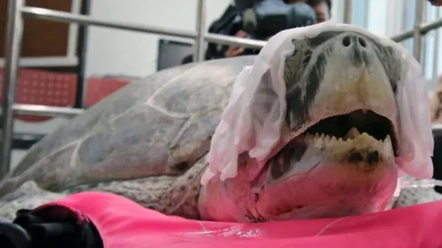 ग्रीन सी टर्टल 'बैंक'