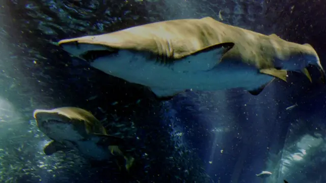 বাংলাদেশ