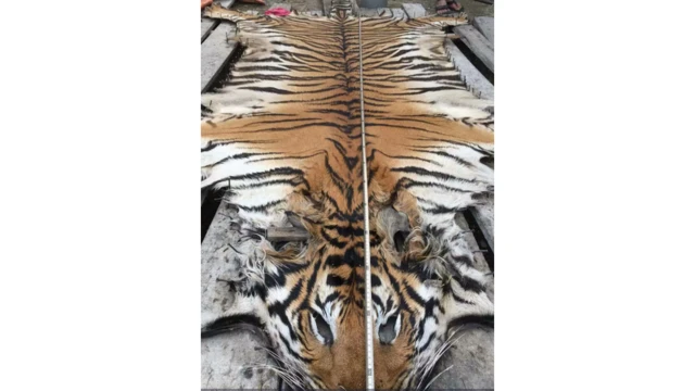 Tiger skin