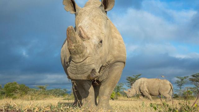 Останній самець північного білого носорогу на ім'я Судан