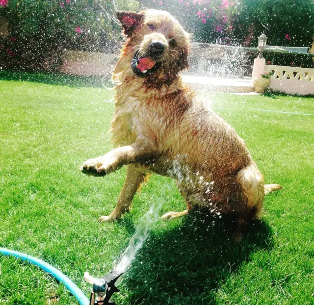 Un perro jugando con el agua