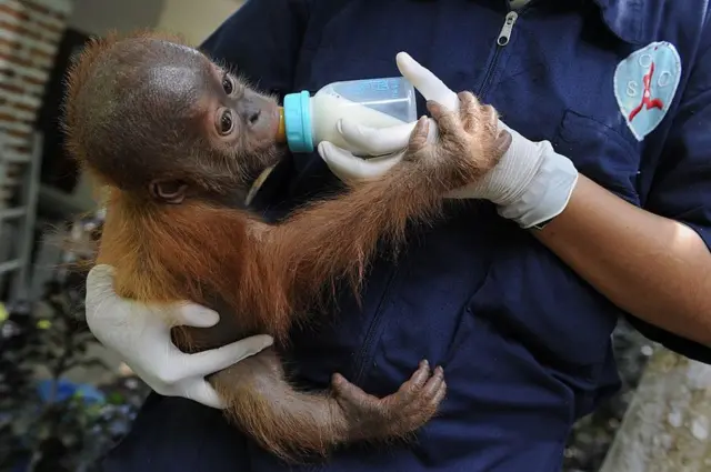 પામ તેલ ઉદ્યોગને કારણે ઓરૈંગટનની પ્રજાતિ પર જોખમ સર્જાયું છે