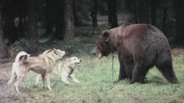 Притравка лаек