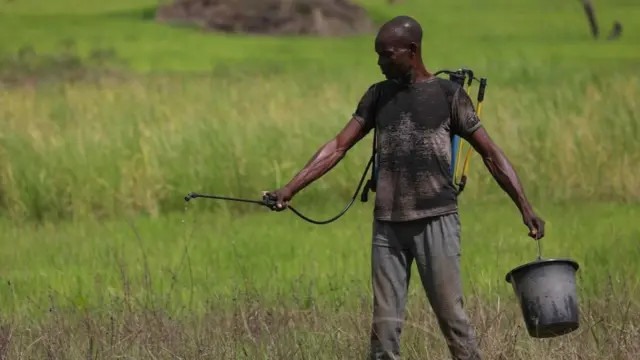 A farmer spraying his rice farm in Benue state, Nigeria