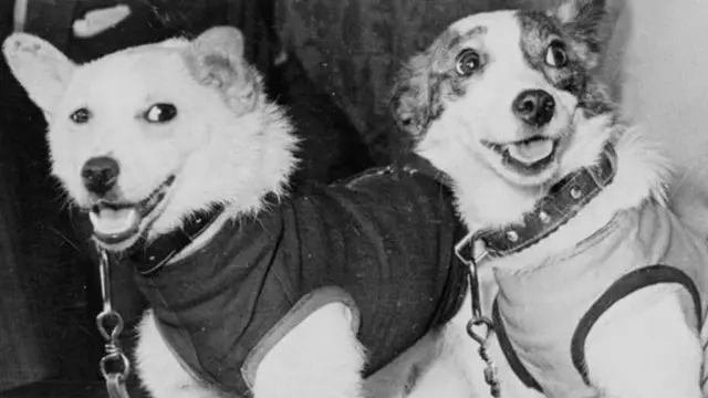 Білка і Стрілка