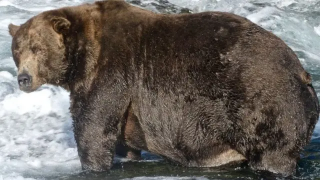 棕熊要大量進食凖備冬眠(Credit: N. BOAK/KATMAI NATIONAL PARK AND PRESERVE)