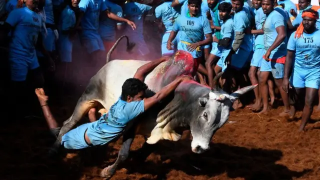 ஜல்லிக்கட்டு